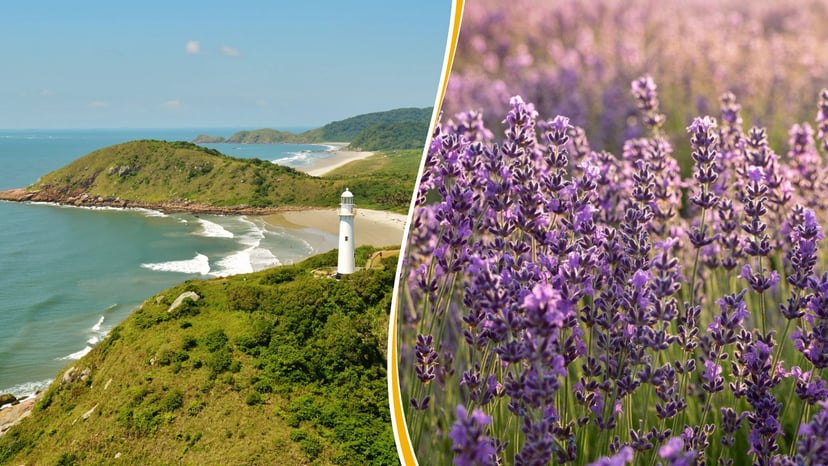 Combo Ilha do Mel + Witmarsum com Lavandario dos Sonhos